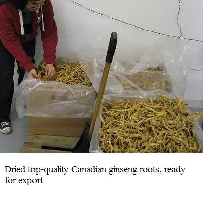 dried field ginseng roots in box e