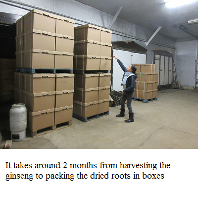 dried ginseng roots in box 1 e