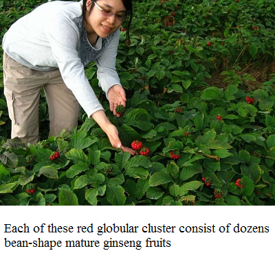ginseng fruits e