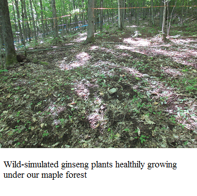ginseng growing in forest e