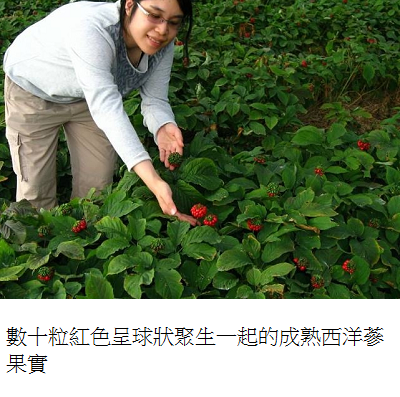 ginseng berrys