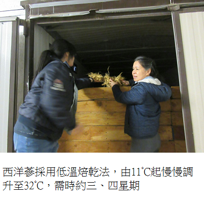 ginseng in dryer 2