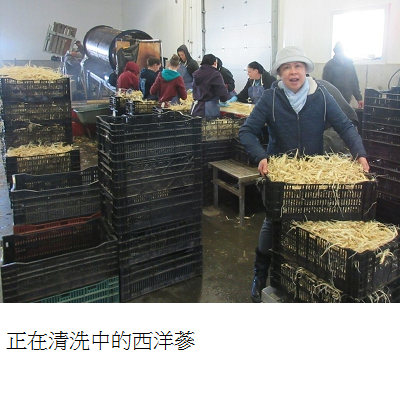 washing ginseng