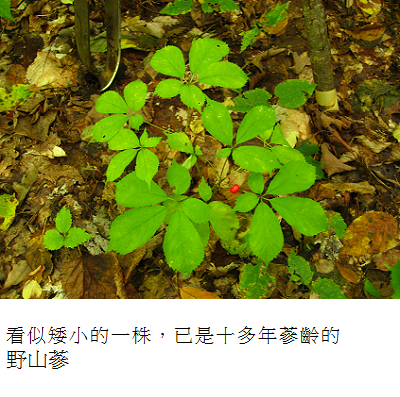 10 yrs plus ginseng
