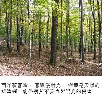 forest