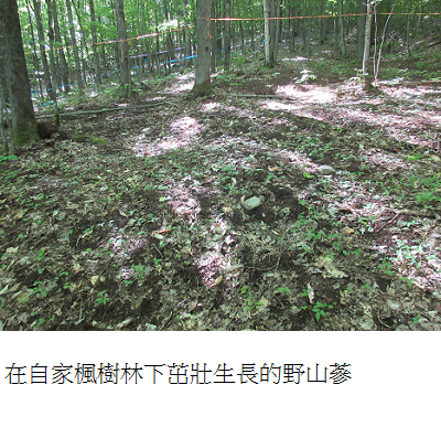 ginseng growing in forest