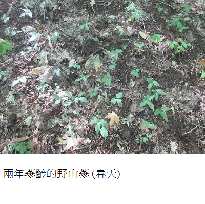 ginseng growing in forest spring