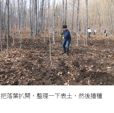 growing ginseng in forest 2
