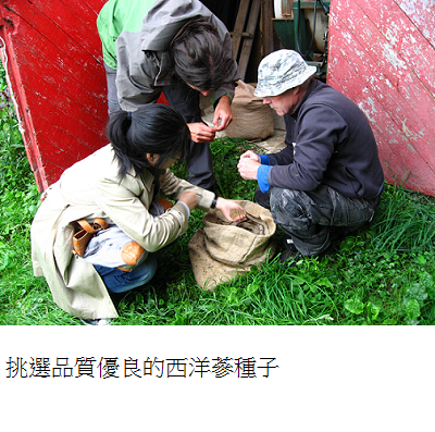 selecting good quality ginseng seeds 1