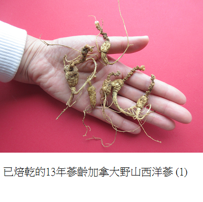 wild simulated ginseng 3 1