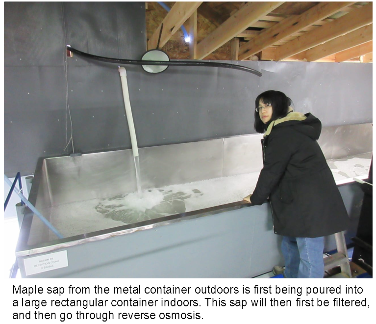 maple f62
