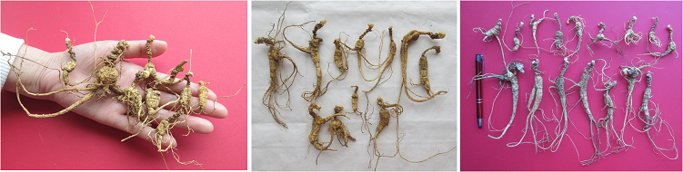 wild simulated ginseng 3a