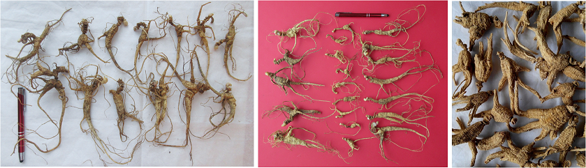 wild simulated ginseng 4a