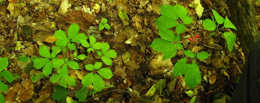 mature forest ginseng