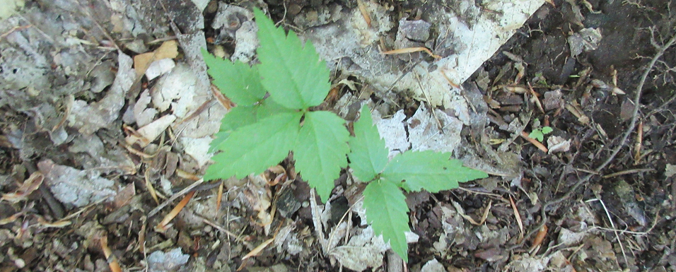 Baby ginseng plant