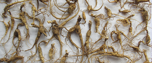 加拿大野山西洋蔘1